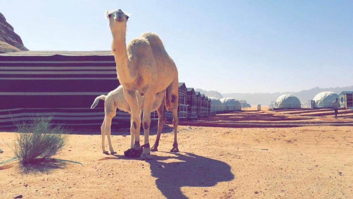 Oryx Camp Hotel Wadi Rum Exterior foto